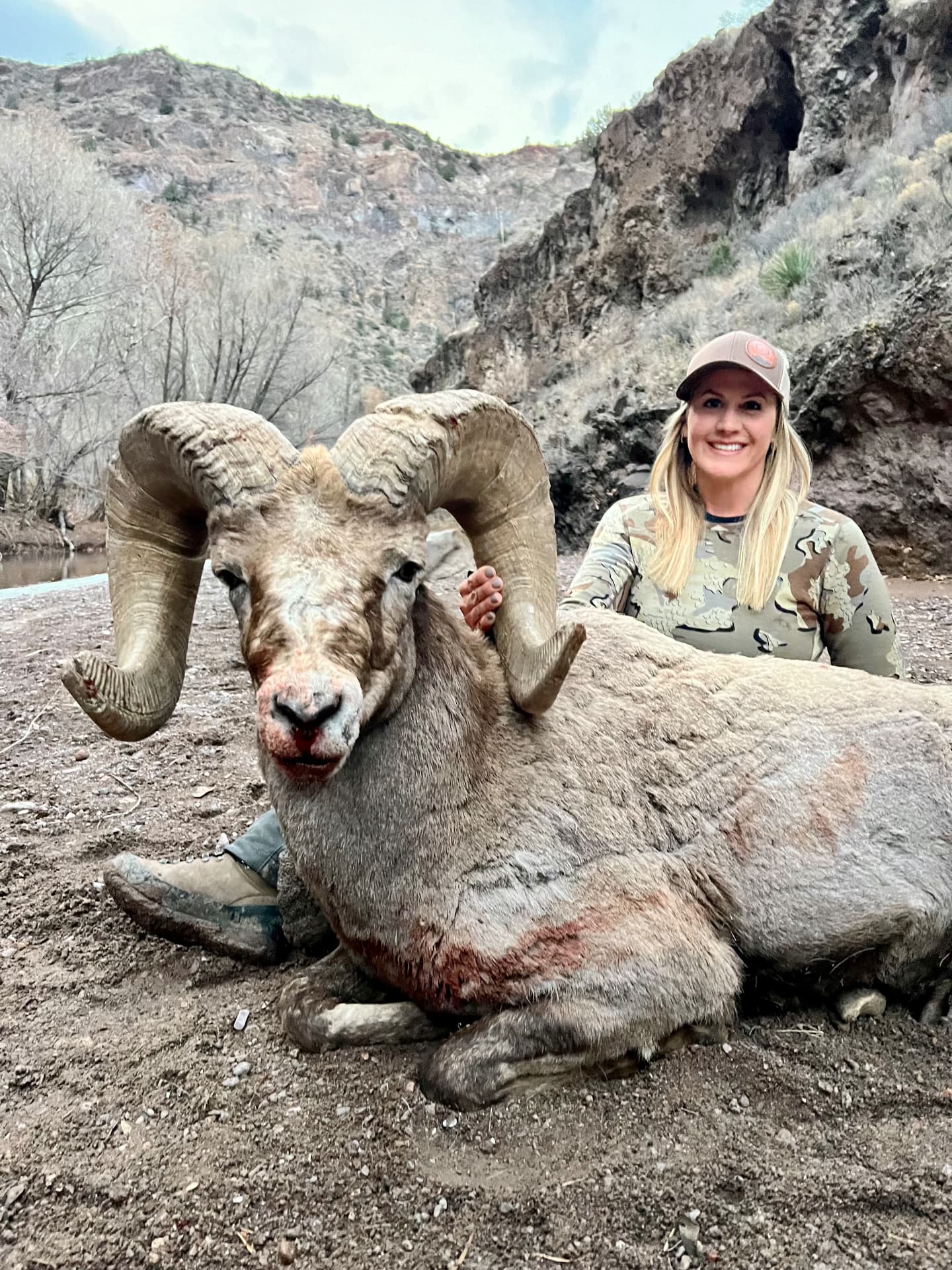 Bighorn Sheep hunt